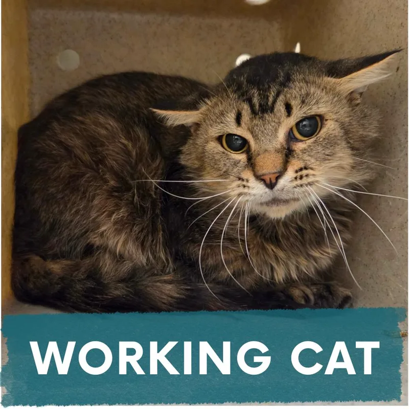 An adult medium-sized male Brown / Chocolate Domestic Short Hair cat named Marcus for adoption in Asheville, NC