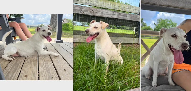 An adult medium-sized female White / Cream Parson Russell Terrier dog named Agnes for adoption in Houston, TX