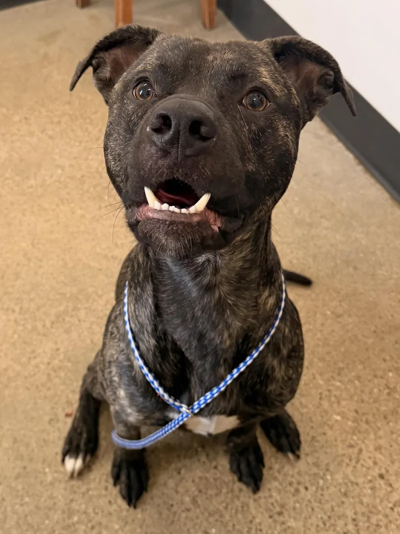 A young medium-sized male Brown / Chocolate Pit Bull Terrier dog named Bay for adoption in Cleveland, OH