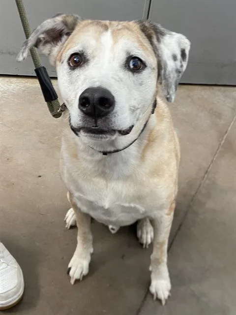 An adult large-sized male Mixed Breed dog named Jasper for adoption in Dallas, TX