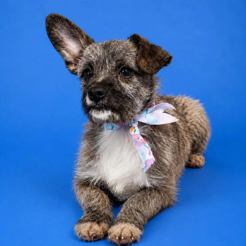 A baby small-sized female Gray / Blue / Silver Yorkshire Terrier dog named Linda for adoption in San Diego, CA