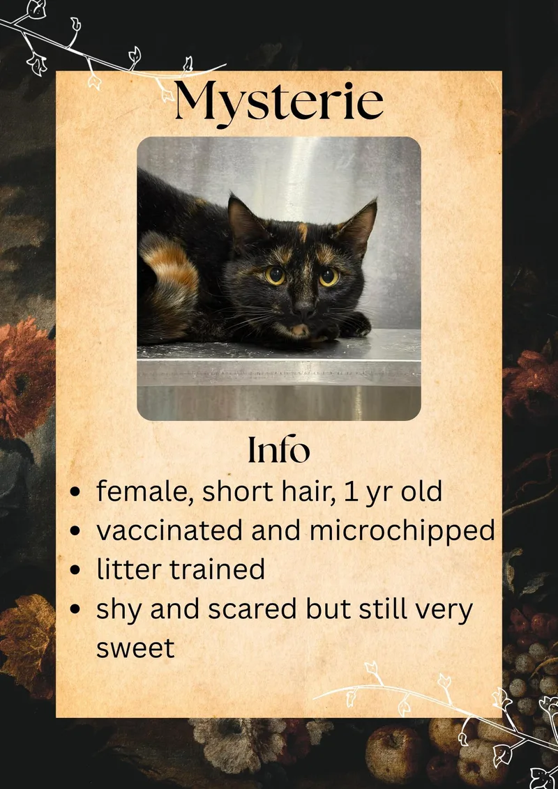 An adult medium-sized female Tortoiseshell Domestic Short Hair cat named Mysterie for adoption in Greensburg, IN