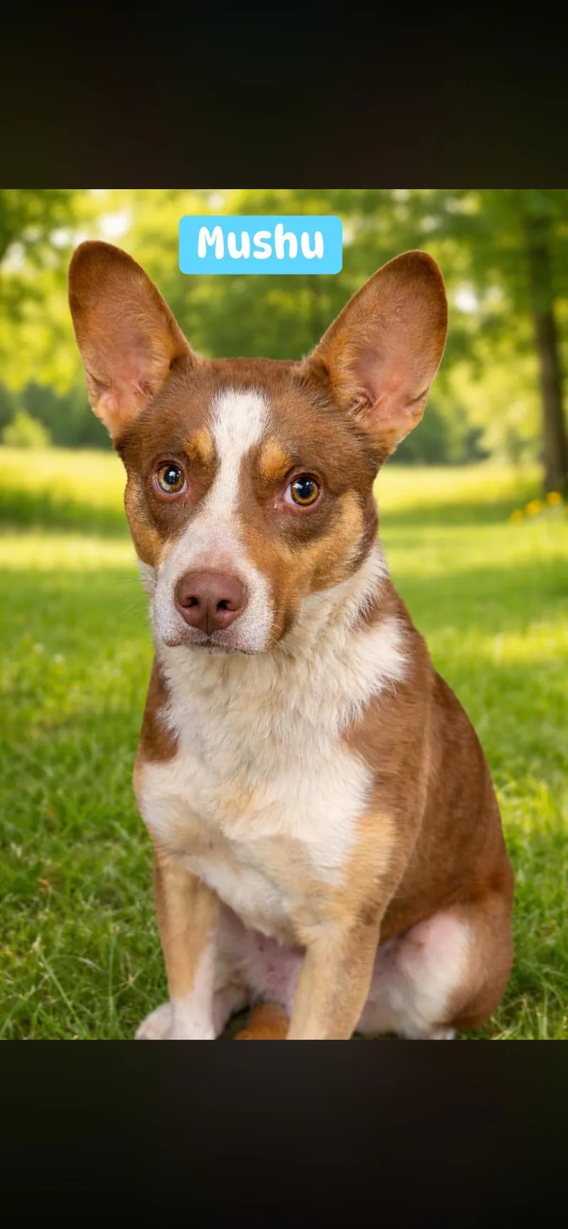 An adult medium-sized male Australian Kelpie dog named Mushu for adoption in Port Saint Lucie, FL