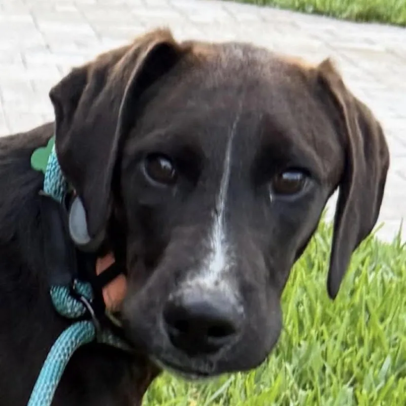 Atlas