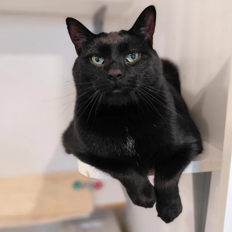 An adult large-sized male Black Domestic Short Hair cat named Gotham for adoption in Littleton, NH