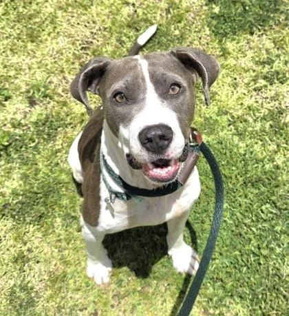 An adult medium-sized female Hound dog named Sweetheart for adoption in Honolulu, HI