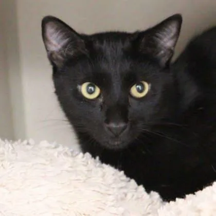 An adult small-sized male Black Domestic Short Hair cat named Isaac for adoption in Atlanta, GA