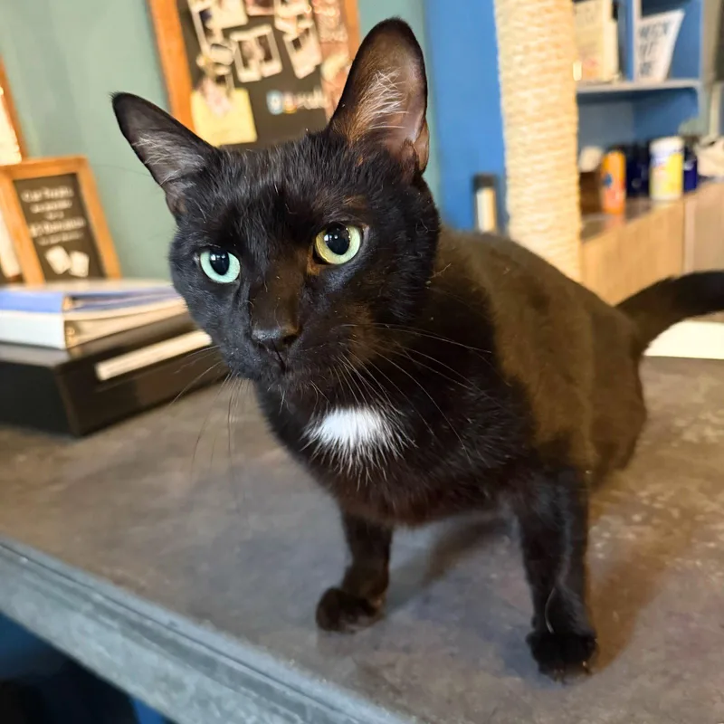 An adult medium-sized male Black Domestic Short Hair cat named Hotel Howard for adoption in Brooklyn, NY