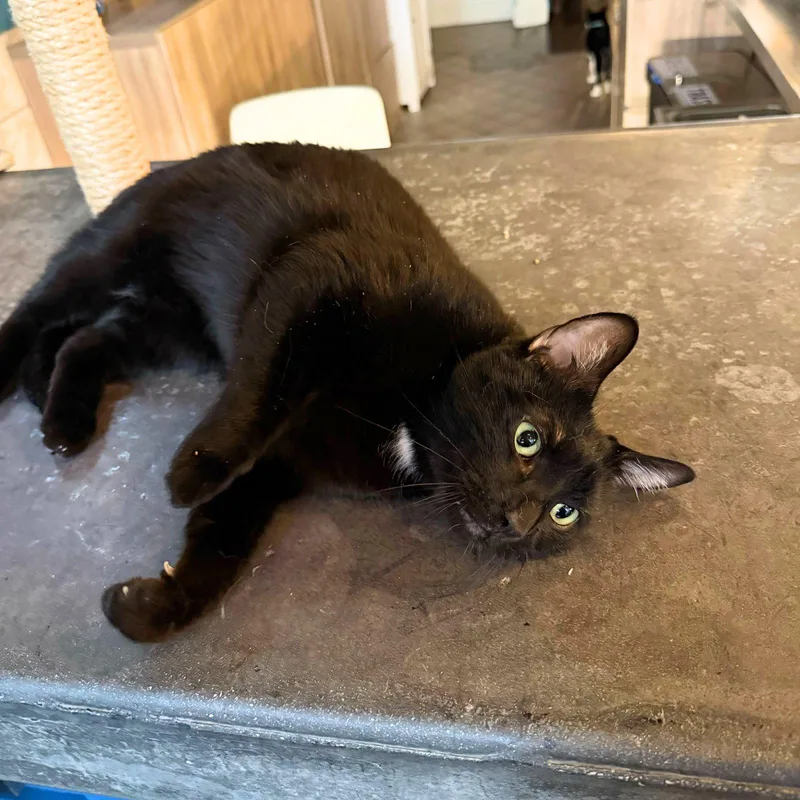 Hotel Howard thumbnail 3