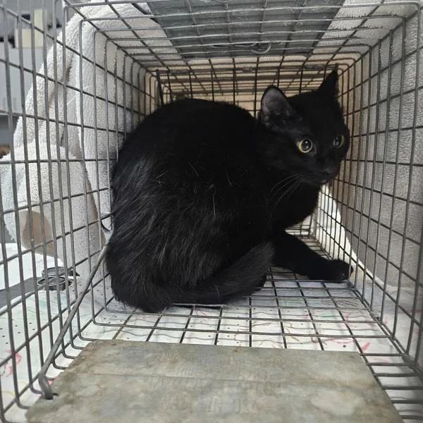 A young medium-sized female Domestic Short Hair cat named Rhonda for adoption in Des Moines, IA