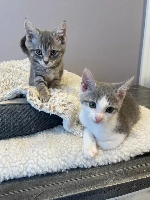 A baby medium-sized male Gray & White Domestic Short Hair cat named Knight for adoption in Little Falls, NJ