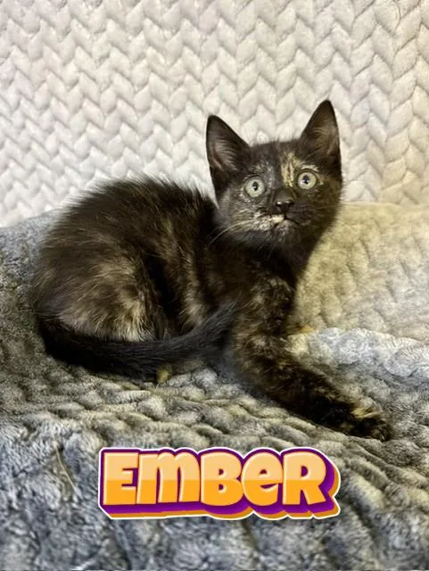 A baby medium-sized female Tortoiseshell cat named Ember for adoption in Comfort, TX