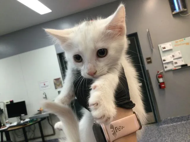 A baby small-sized female Domestic Short Hair cat named Vali for adoption in Thousand Palms, CA