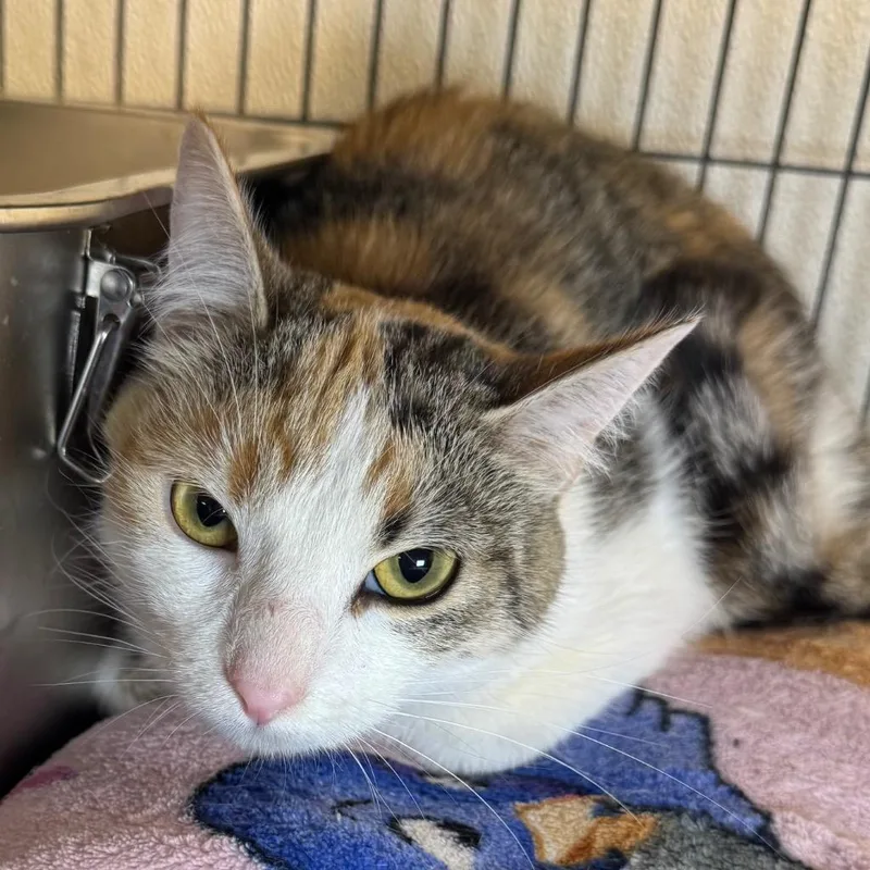 A young medium-sized female Domestic Short Hair cat named Veronica for adoption in Saginaw, MI