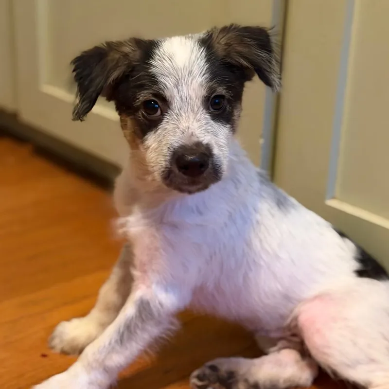 A baby medium-sized male White / Cream Cattle Dog dog named Hulk for adoption in Sacramento, CA