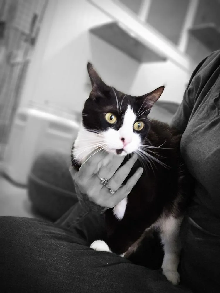 A senior medium-sized female Black & White / Tuxedo Domestic Short Hair cat named Elvira for adoption in Vancouver, WA