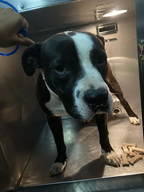 A young large-sized male Mixed Breed dog named Duse for adoption in Dallas, TX