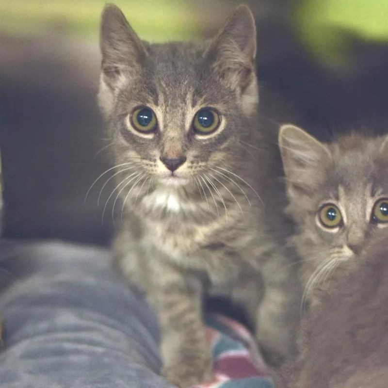 A baby small-sized female Gray / Blue / Silver Domestic Short Hair cat named Cotton Candy for adoption in Belleville, IL