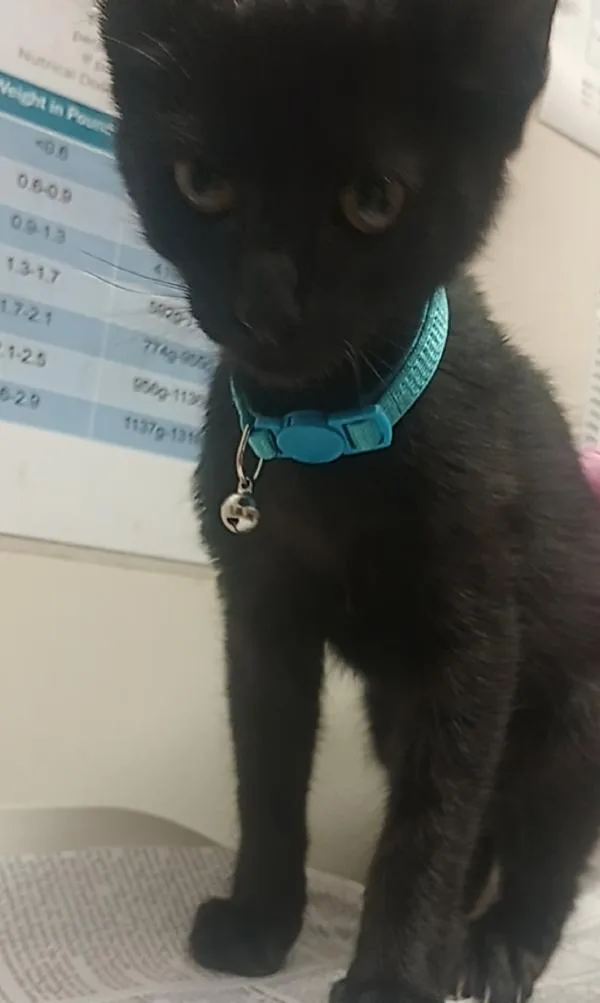 A baby small-sized male Domestic Short Hair cat named McFlurry for adoption in El Cajon, CA