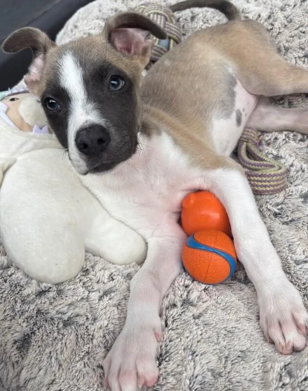 A baby medium-sized female White / Cream Husky dog named Shadow for adoption in Van Nuys, CA