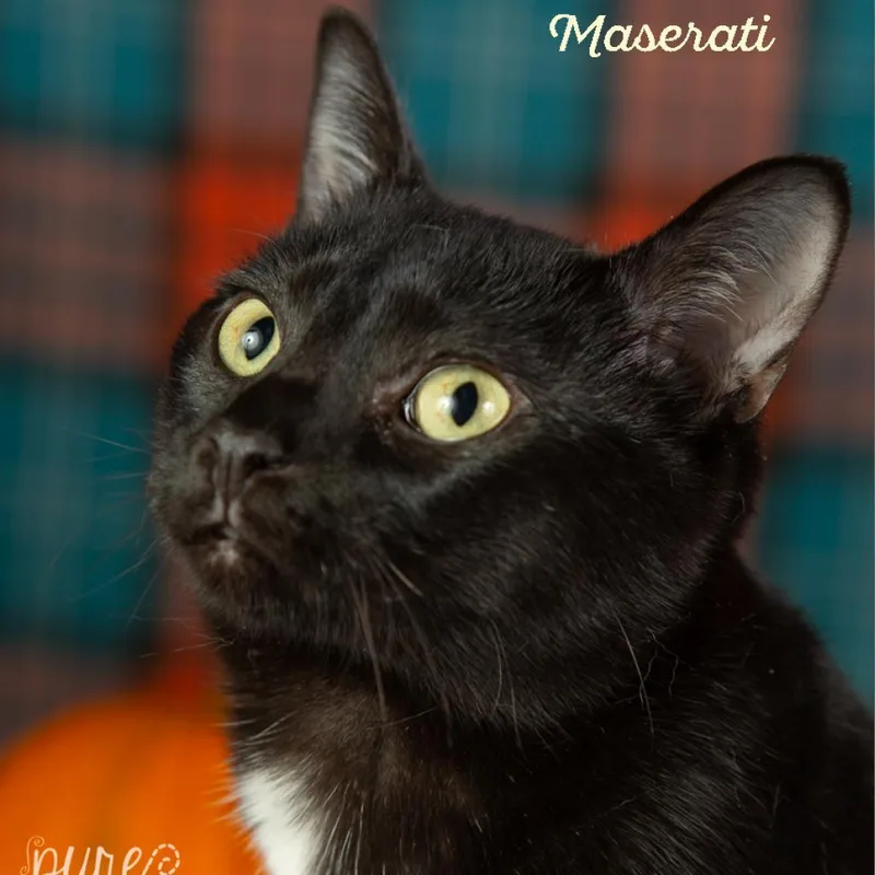 Maserati thumbnail 2