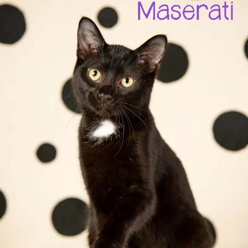 Maserati thumbnail 3