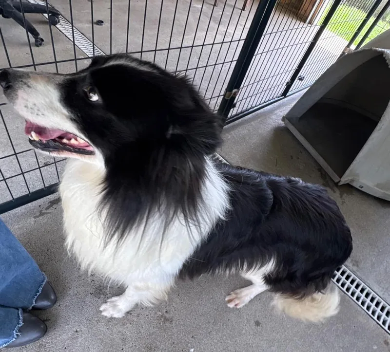 An adult medium-sized male Border Collie dog named Finn for adoption in Fayetteville, TN