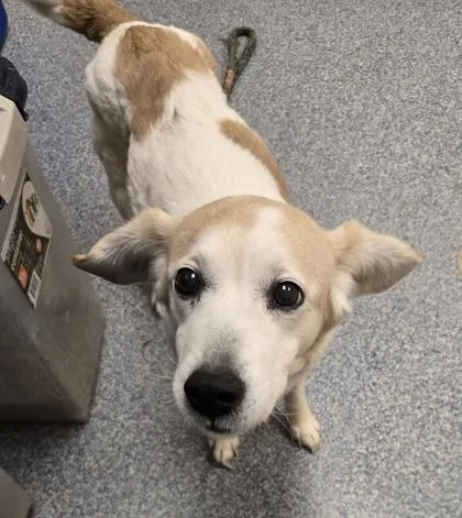 A senior medium-sized female Beagle dog named Bethany for adoption in Westland, MI