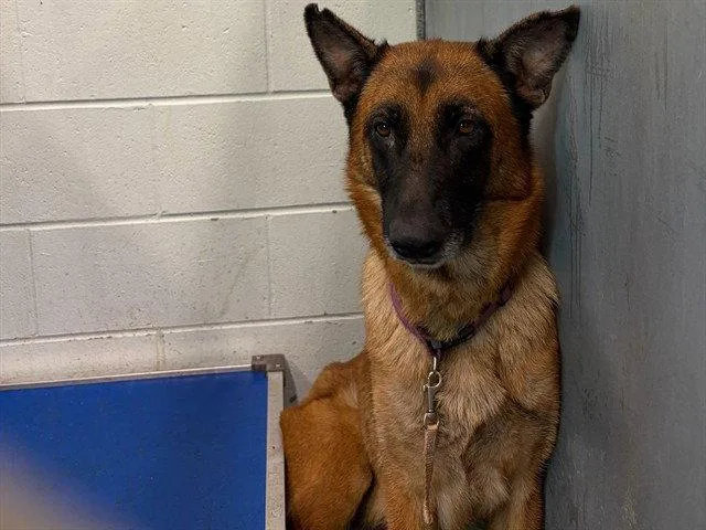 An adult large-sized female Belgian Shepherd / Malinois dog named Coralie for adoption in Tavares, FL