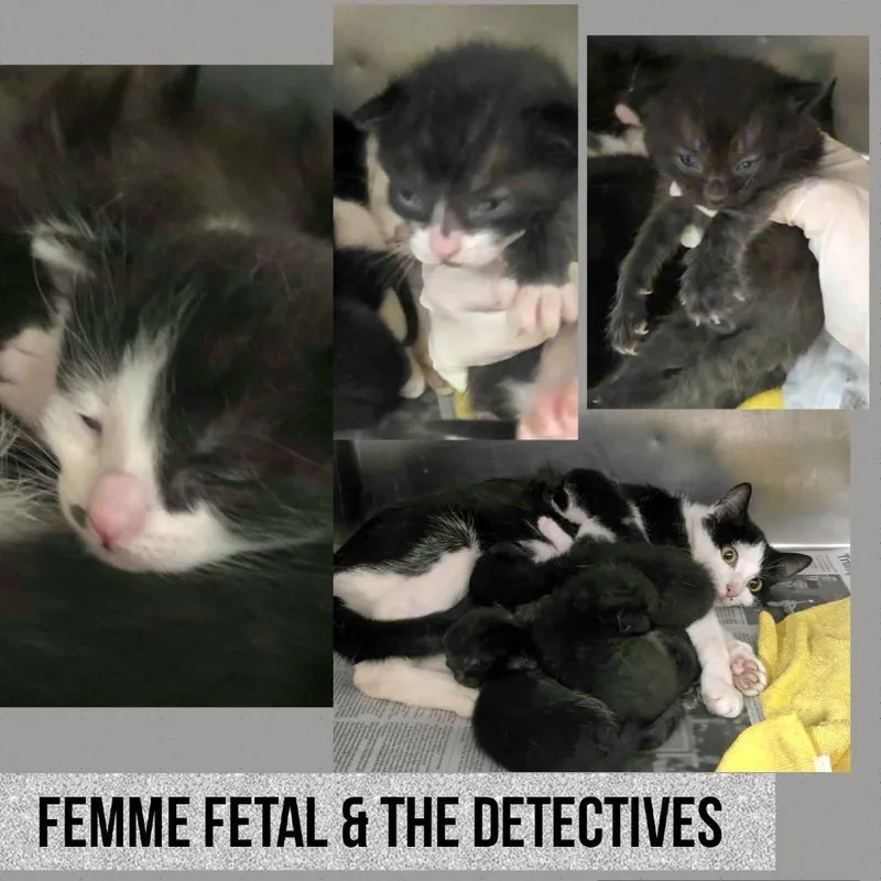 A baby small-sized male Black Domestic Short Hair cat named Inspector Gadget for adoption in Wheeling, IL