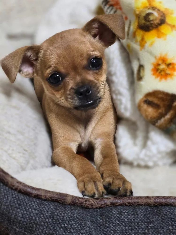 A baby small-sized male Brown / Chocolate Chihuahua dog named Nitro for adoption in Tunnel Hill, GA