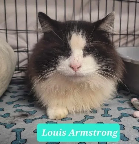 Louis Armstrongsponsored