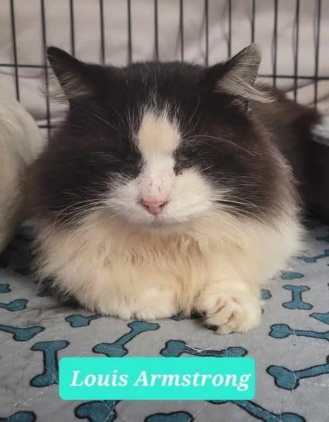 Louis Armstrongsponsored thumbnail 2