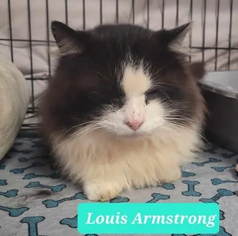 Louis Armstrongsponsored thumbnail 3