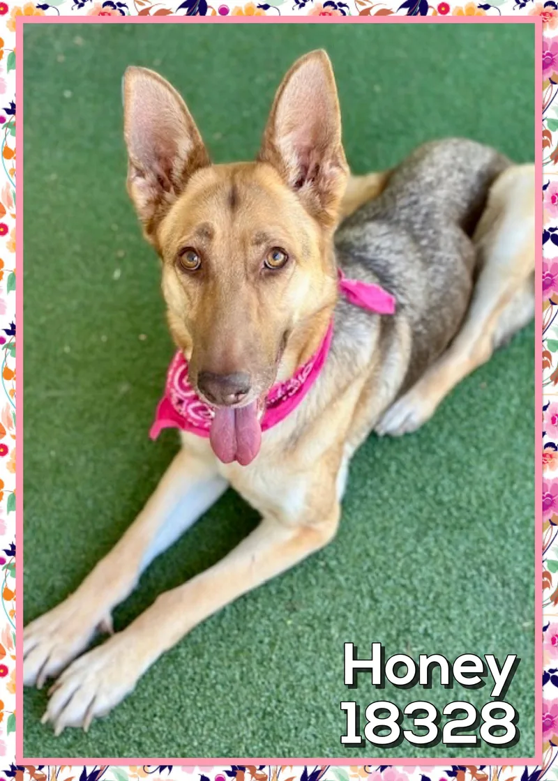 An adult medium-sized female Yellow / Tan / Blond / Fawn German Shepherd Dog dog named Honey for adoption in Marietta, GA
