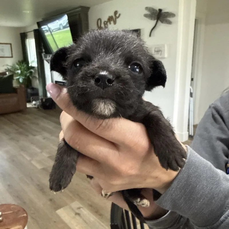 A baby small-sized female Black Terrier dog named Cher for adoption in Sacramento, CA