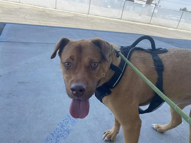 A young large-sized male Labrador Retriever dog named Scooby for adoption in Bakersfield, CA