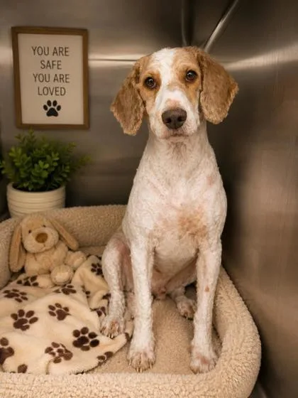 An adult medium-sized male Standard Poodle dog named Viking for adoption in Malvern, PA
