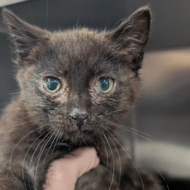 A baby small-sized male Black Domestic Short Hair cat named Knight for adoption in Charlottesville, VA