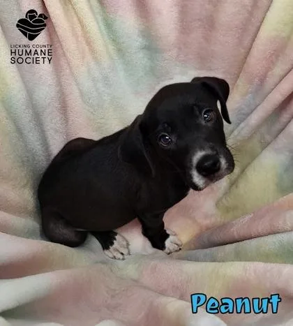 A baby small-sized male Labrador Retriever dog named Peanut for adoption in Heath, OH