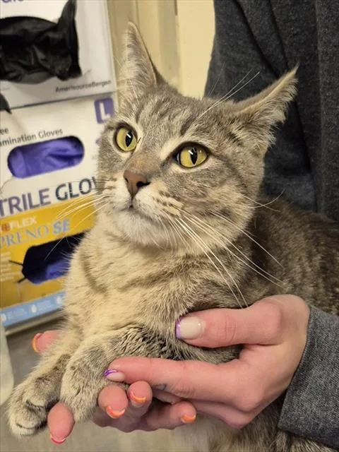 A young small-sized female Domestic Short Hair cat named Reba for adoption in Lodi, CA
