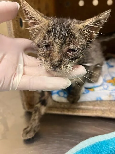 A baby small-sized male Domestic Short Hair cat named Perry for adoption in Riverside, CA
