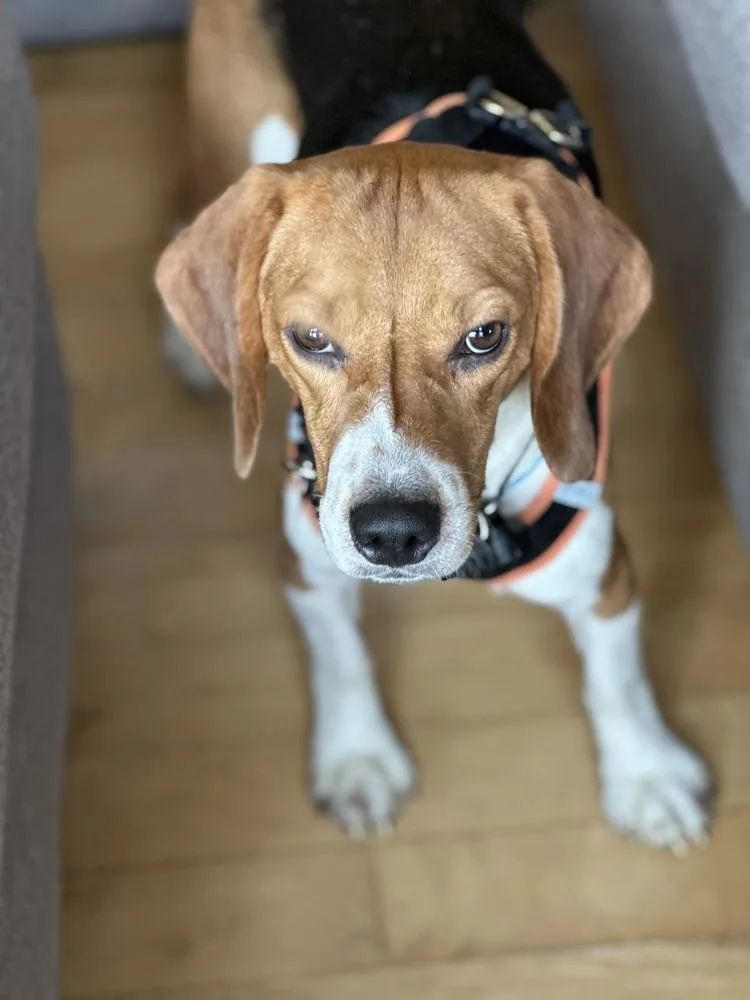 A young medium-sized male Beagle dog named Jerry Freegle for adoption in Waunakee, WI