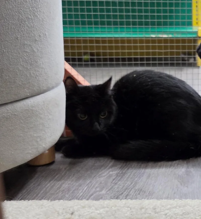 A baby medium-sized female Domestic Short Hair cat named Runt for adoption in Tampa, FL