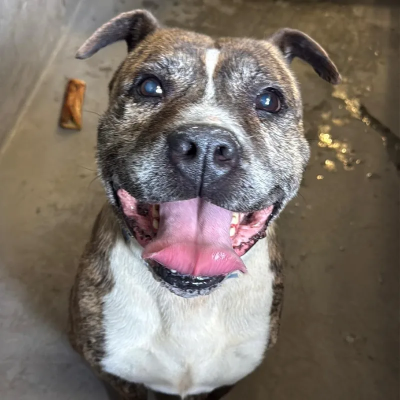 A senior large-sized male Brindle Boxer dog named Tyson A for adoption in Mission Hills, CA