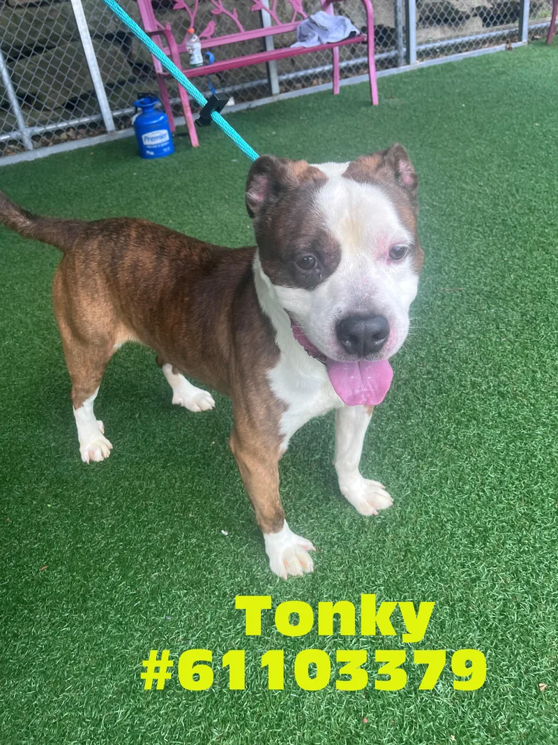 Tonky
