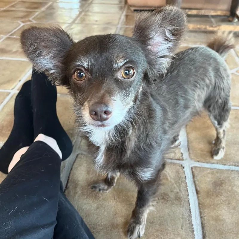 An adult small-sized male Brown / Chocolate Chihuahua dog named Bear for adoption in Oceanside, NY