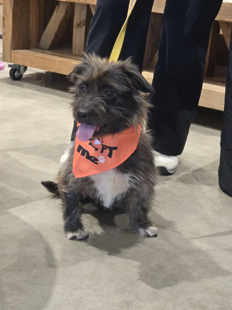 An adult medium-sized female Terrier dog named Desi Lou for adoption in Rosenberg, TX
