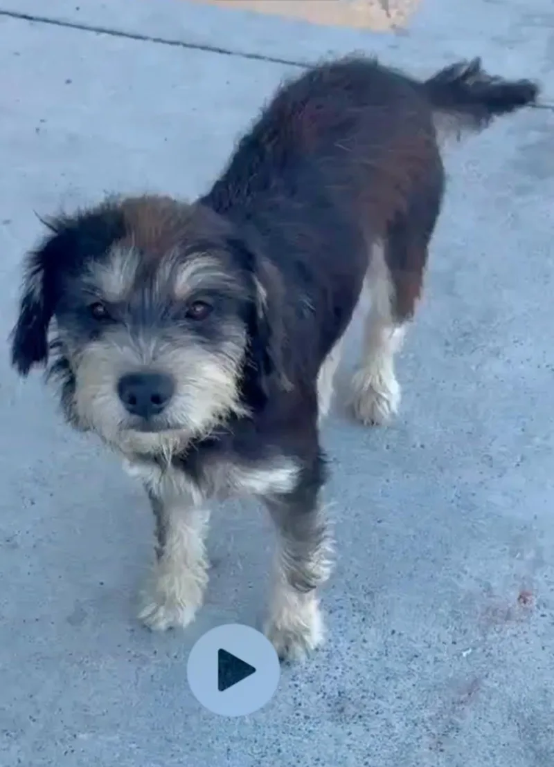An adult small-sized male Schnauzer dog named Bandit for adoption in Gainesville, VA