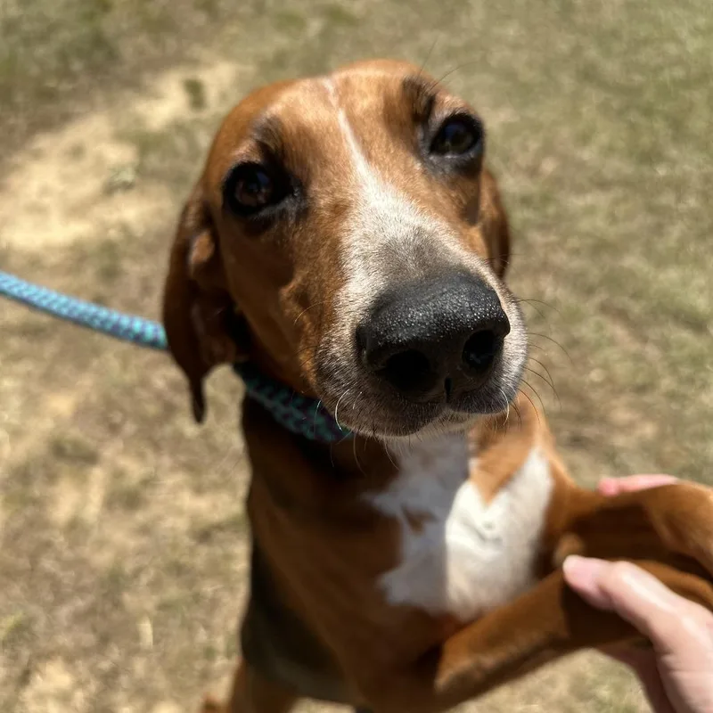 A young medium-sized female Black Treeing Walker Coonhound dog named Sierra for adoption in Yanceyville, NC